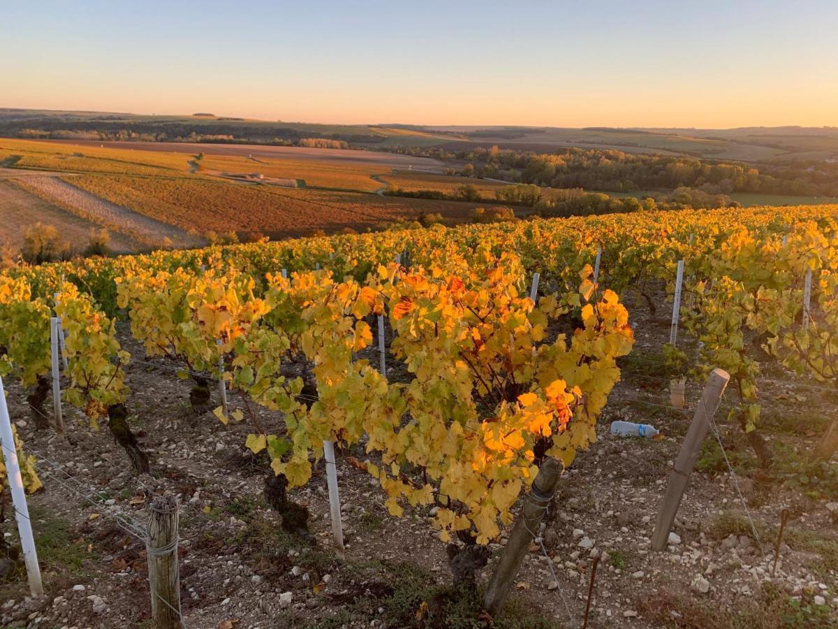 Maison de campagne entre vigne et bois Chablis Extérieur photo